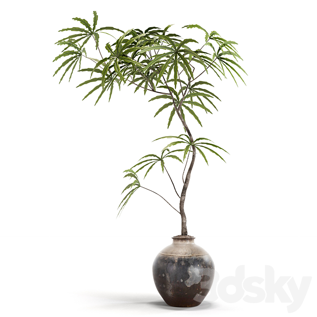 indoor plants 3ds Max - thumbnail 1