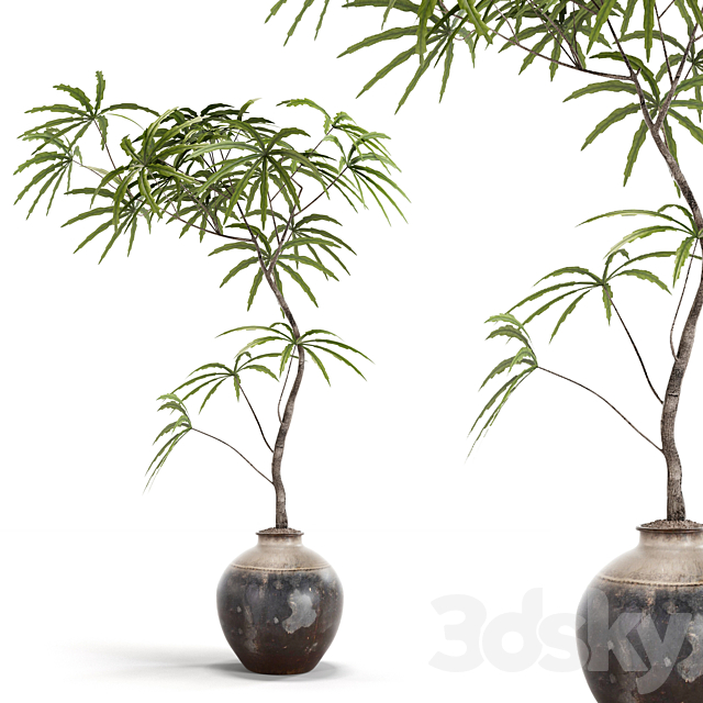 indoor plants 3ds Max - thumbnail 2