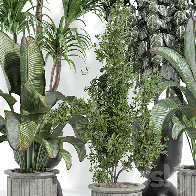 Indoor plants 42 3ds Max - thumbnail 2