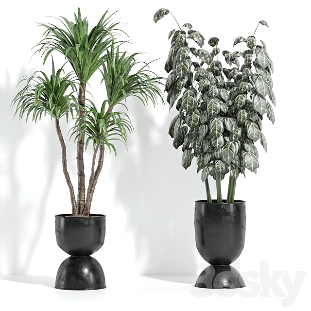 Indoor plants 42 3ds Max - thumbnail 3