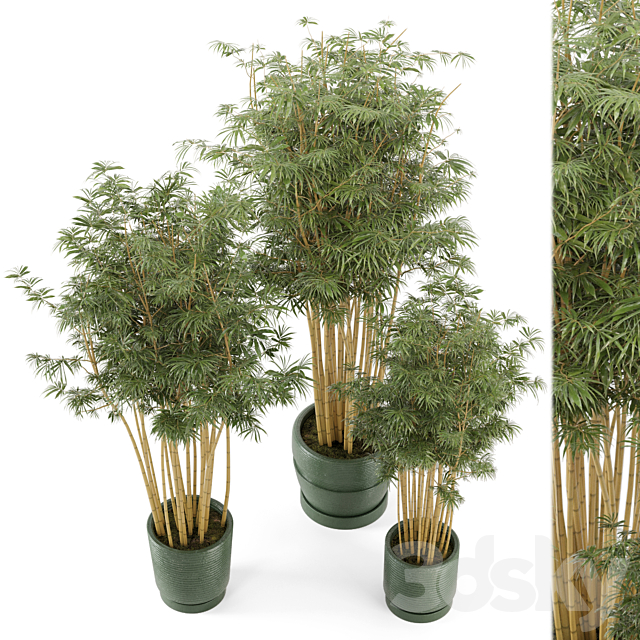 Indoor Plants Bamboo Set in rusty Concrete Pots – Set 108 3DSMax File - thumbnail 1