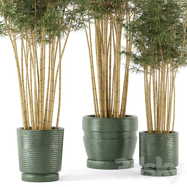 Indoor Plants Bamboo Set in rusty Concrete Pots – Set 108 3DSMax File - thumbnail 5