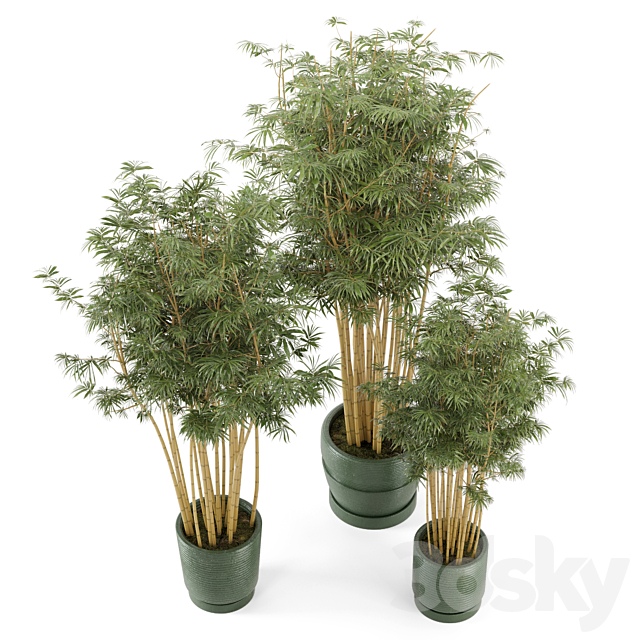 Indoor Plants Bamboo Set in rusty Concrete Pots – Set 108 3DSMax File - thumbnail 6