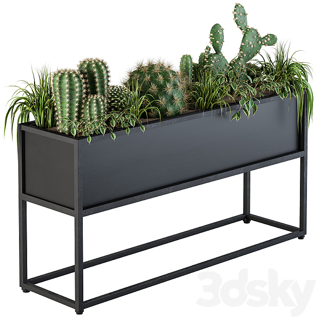 Indoor Plants Box Cactus 3DSMax File - thumbnail 1