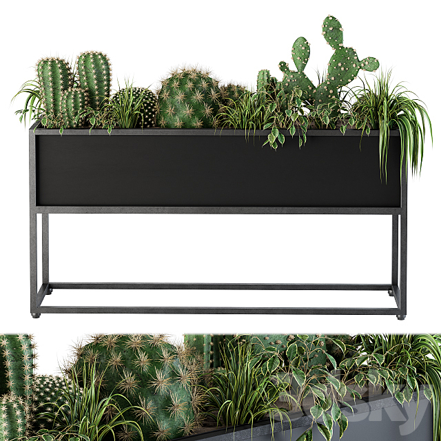 Indoor Plants Box Cactus 3DSMax File - thumbnail 2