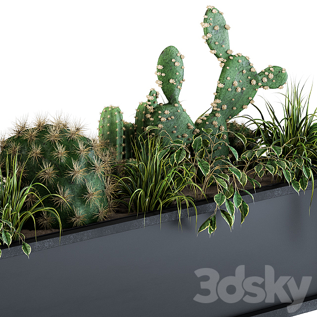 Indoor Plants Box Cactus 3DSMax File - thumbnail 3