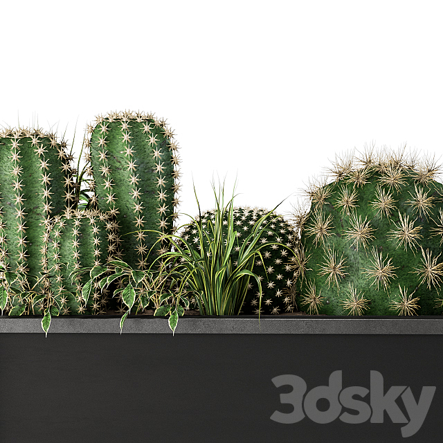 Indoor Plants Box Cactus 3DSMax File - thumbnail 4