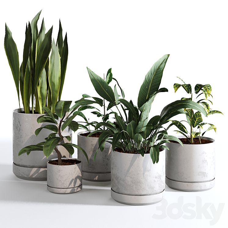 Indoor Plants Collection – Set 03 3DS Max Model - thumbnail 1