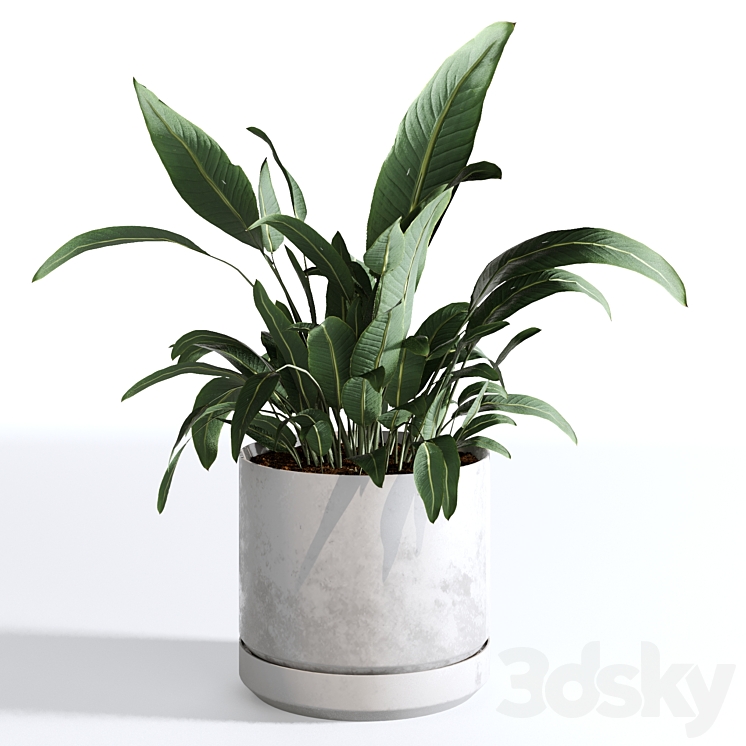 Indoor Plants Collection – Set 03 3DS Max Model - thumbnail 2
