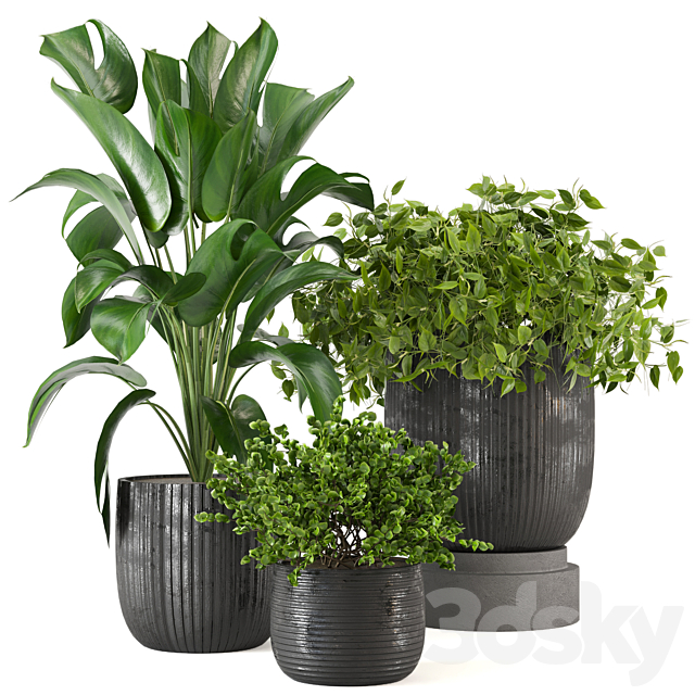 Indoor Plants Collection – Set 409 3ds Max - thumbnail 1