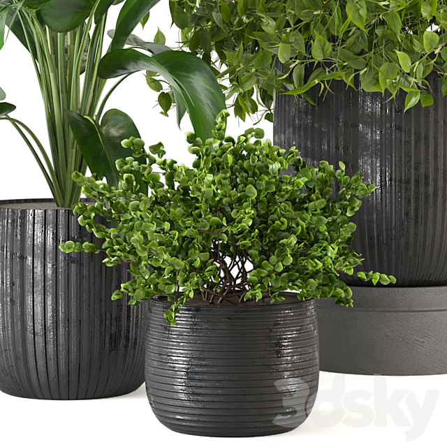 Indoor Plants Collection – Set 409 3ds Max - thumbnail 2