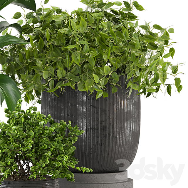 Indoor Plants Collection – Set 409 3ds Max - thumbnail 3