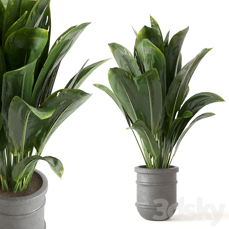 Indoor Plants Collection – Set 412 3DS Max Model - thumbnail 3