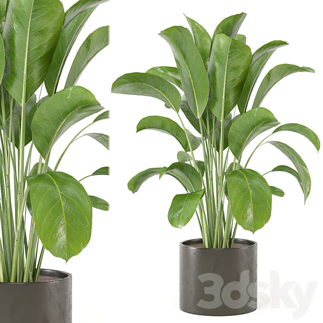 Indoor Plants Collection – Set 455 3ds Max - thumbnail 1