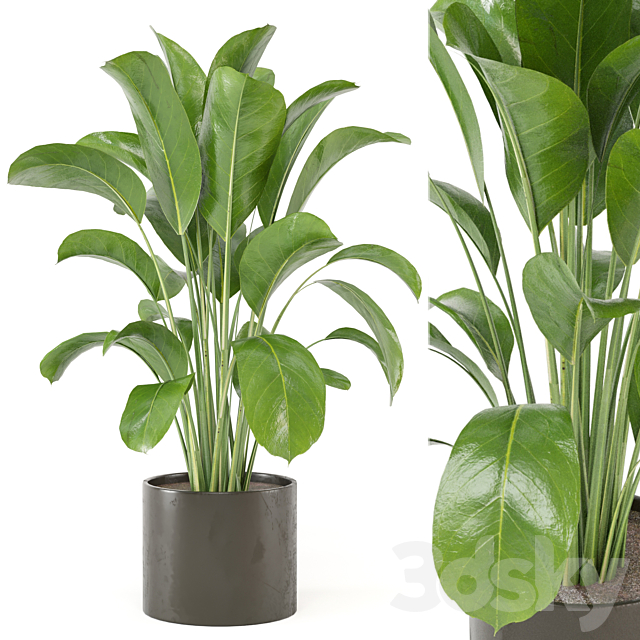 Indoor Plants Collection – Set 455 3ds Max - thumbnail 2