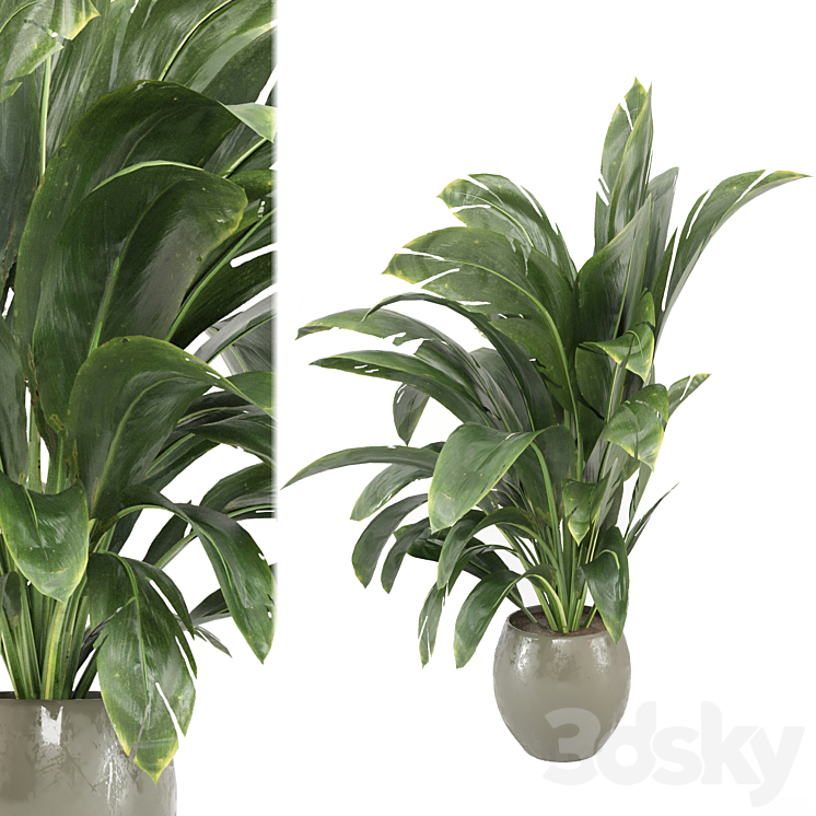 indoor Plants Collection – Set 586 3DS Max Model - thumbnail 2