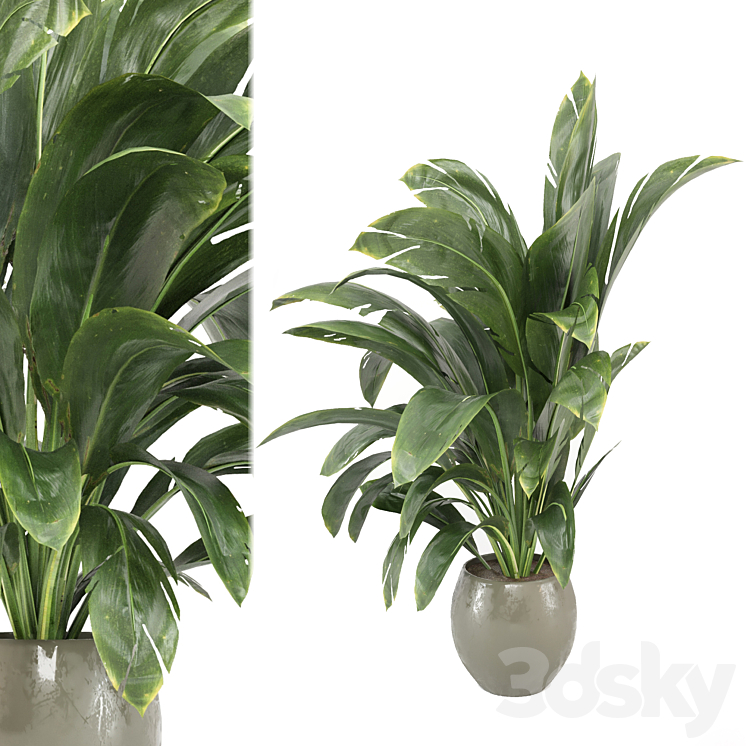 indoor Plants Collection – Set 586 3DS Max - thumbnail 2