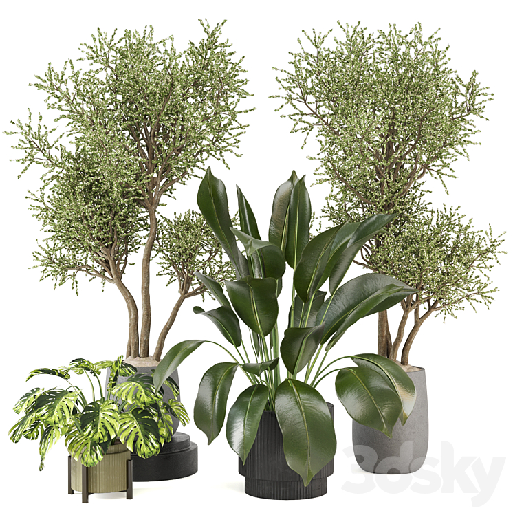 indoor Plants Collection – Set 646 3DS Max Model - thumbnail 1