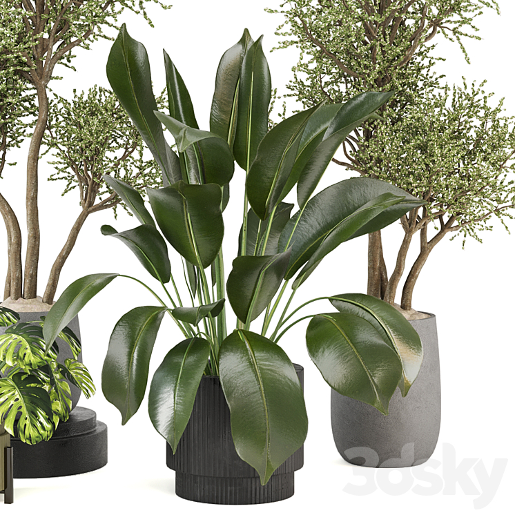 indoor Plants Collection – Set 646 3DS Max Model - thumbnail 2