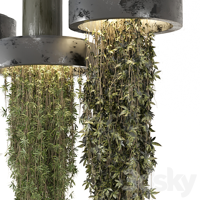 indoor Plants Collection set_12 hanging65 3ds Max - thumbnail 3