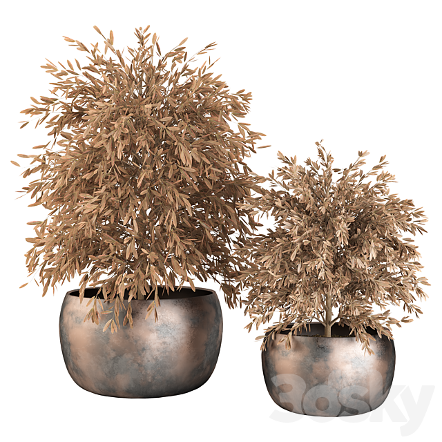 Indoor Plants (Dried) Set No.9 3DSMax File - thumbnail 1