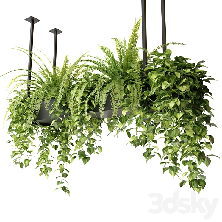 Indoor plants in a hanging rectangular planter 3DS Max - thumbnail 1