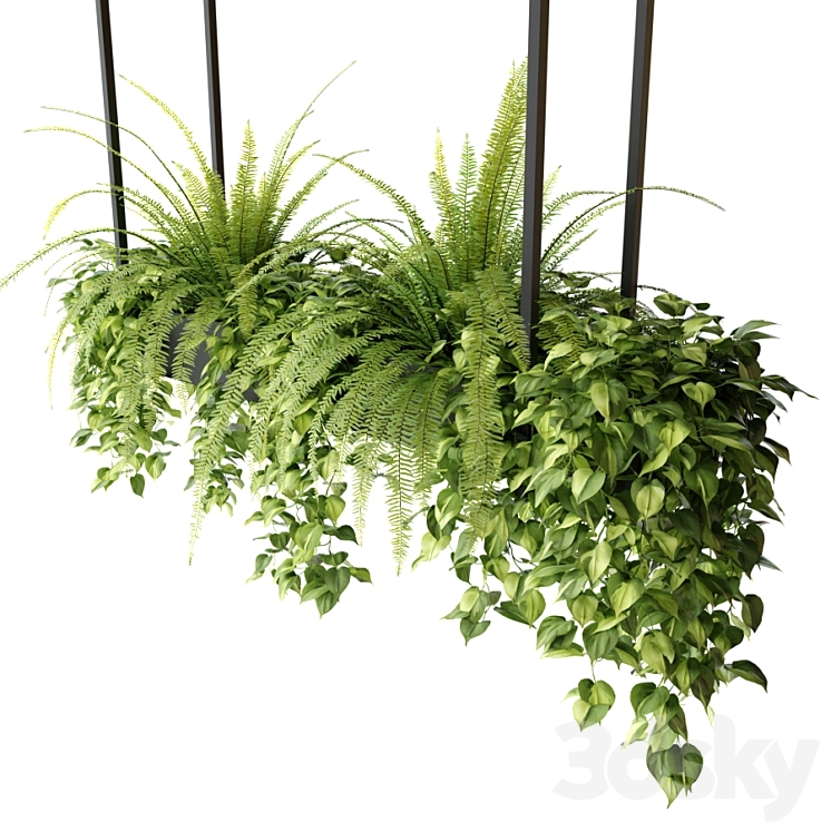 Indoor plants in a hanging rectangular planter 3DS Max - thumbnail 2