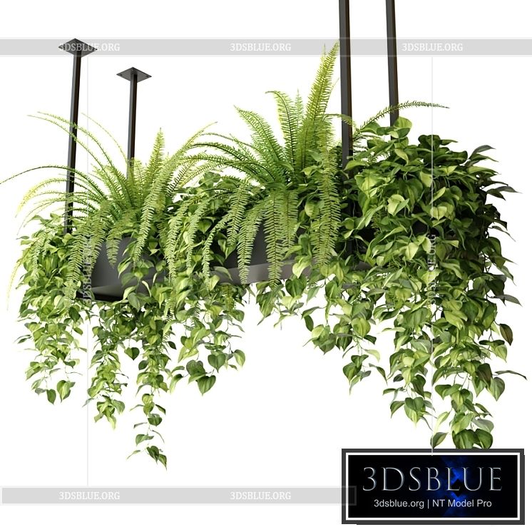 Indoor plants in a hanging rectangular planter 3DS Max - thumbnail 3