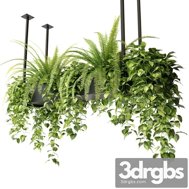 Indoor plants in a hanging rectangular planter - thumbnail 1