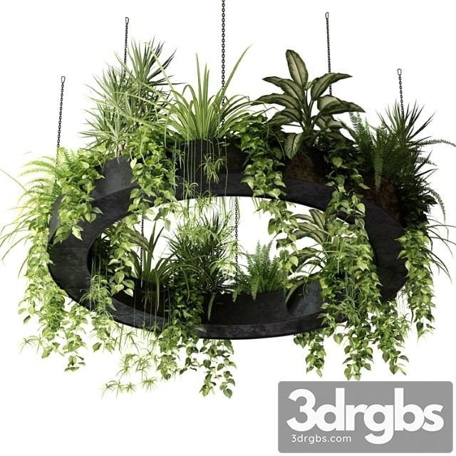 Indoor plants in a hanging ring planter - thumbnail 1