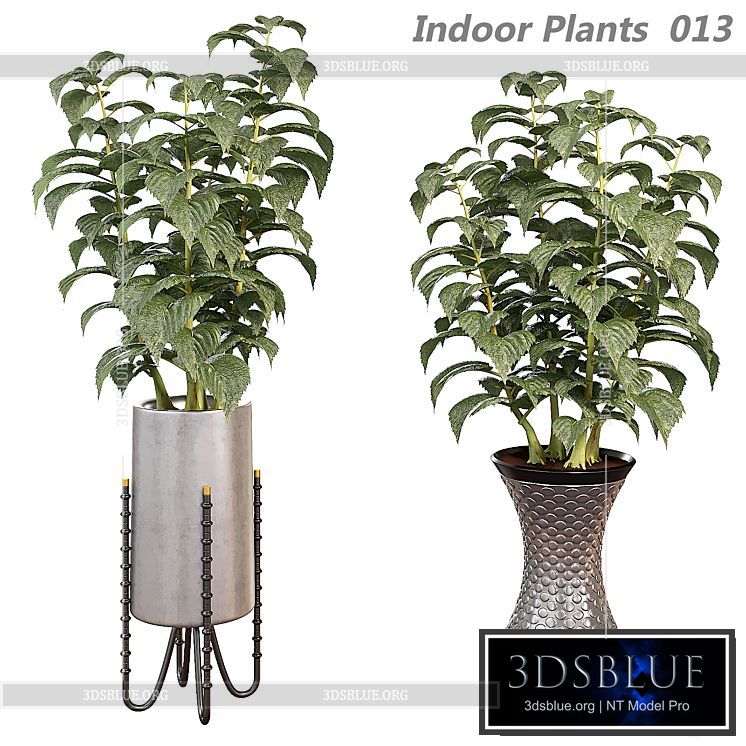 Indoor plants in a pot 013 3DS Max - thumbnail 3