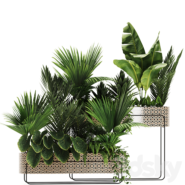 Indoor plants in box set-70 3DS Max Model - thumbnail 3