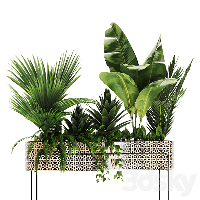 Indoor plants in box set-70 3DS Max Model - thumbnail 5