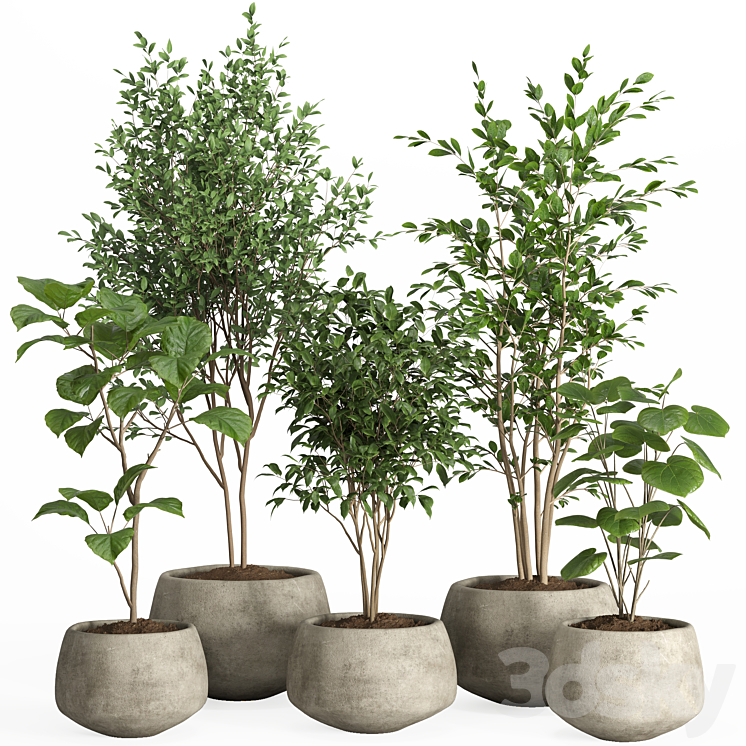 indoor plants in concrete pot-set 32 3DS Max Model - thumbnail 1