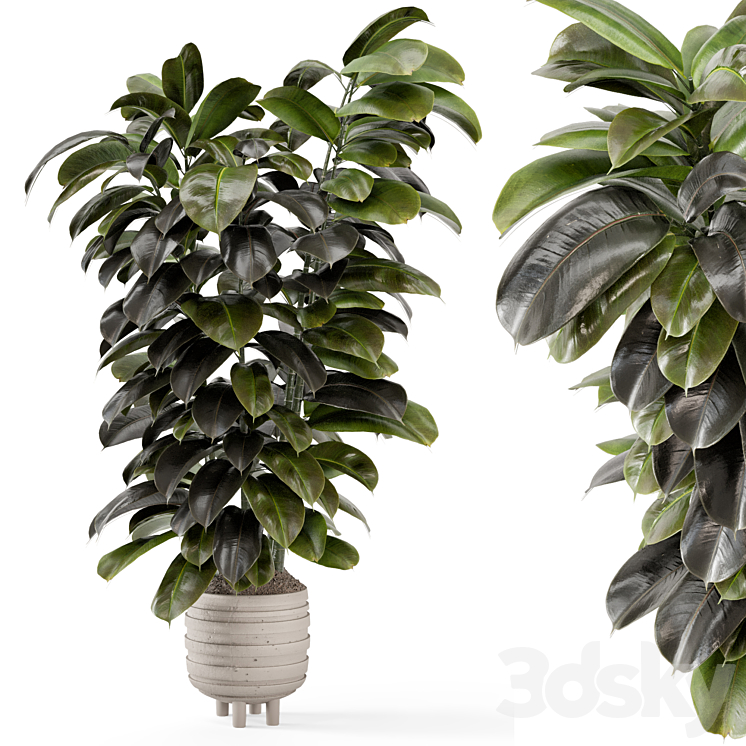 Indoor Plants In Concrete Pots – Set 953 3DS Max Model - thumbnail 3
