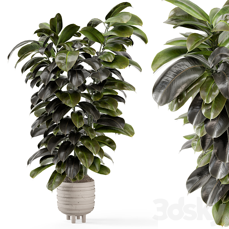 Indoor Plants In Concrete Pots – Set 953 3DS Max - thumbnail 1