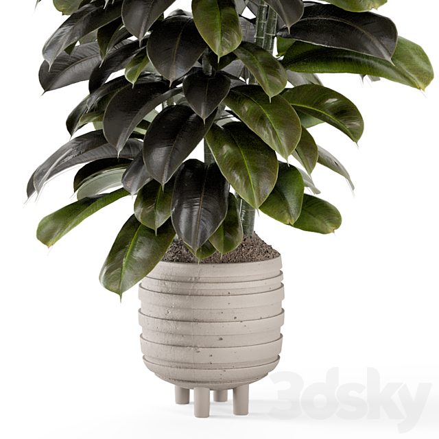 Indoor Plants In Concrete Pots – Set 953 3DS Max Model - thumbnail 5