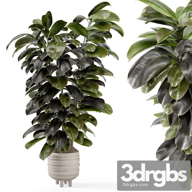 Indoor plants in concrete pots – set 953 - thumbnail 1