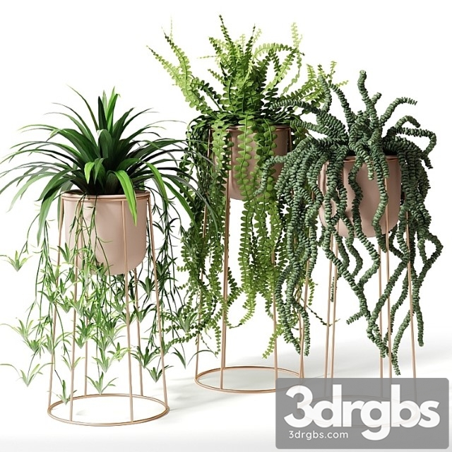 Indoor plants in decorative pots - thumbnail 1