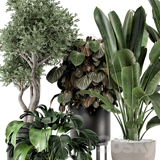 Indoor Plants in Ferm Living Bau Pot Large – Set 1204 3DS Max Model - thumbnail 4