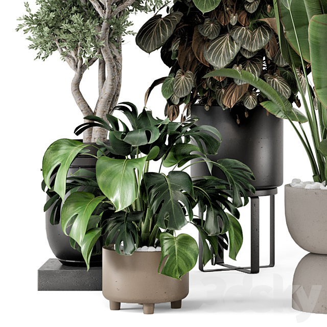 Indoor Plants in Ferm Living Bau Pot Large – Set 1204 3DS Max Model - thumbnail 5