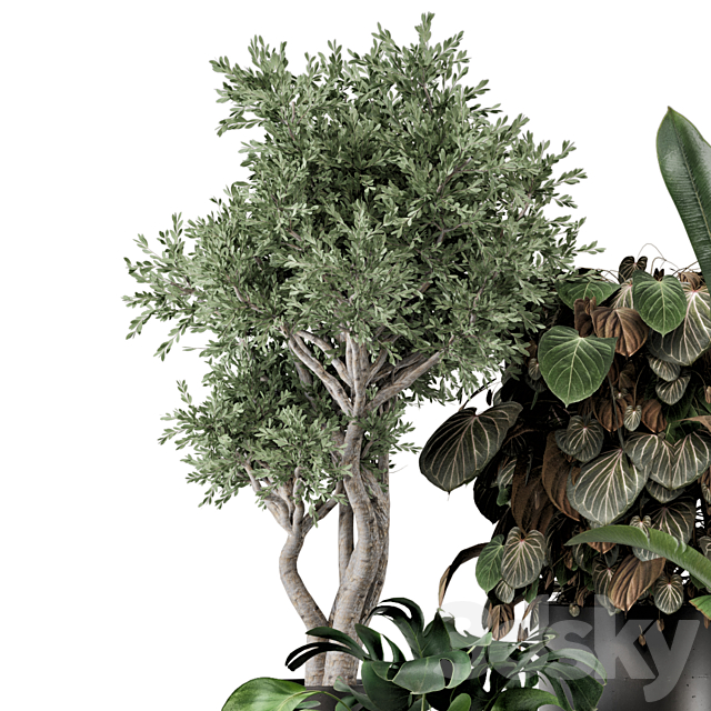 Indoor Plants in Ferm Living Bau Pot Large – Set 1204 3DS Max Model - thumbnail 6