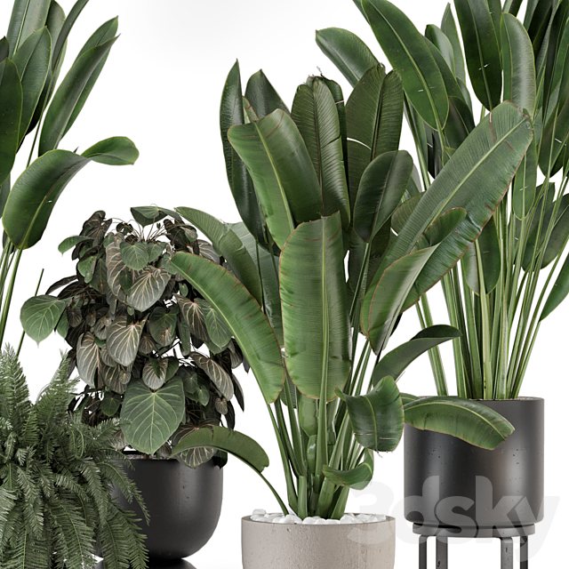 Indoor Plants in Ferm Living Bau Pot Large – Set 1256 3DS Max Model - thumbnail 2