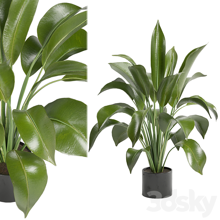Indoor Plants in Ferm Living Bau Pot Large – Set 136 3DS Max Model - thumbnail 1