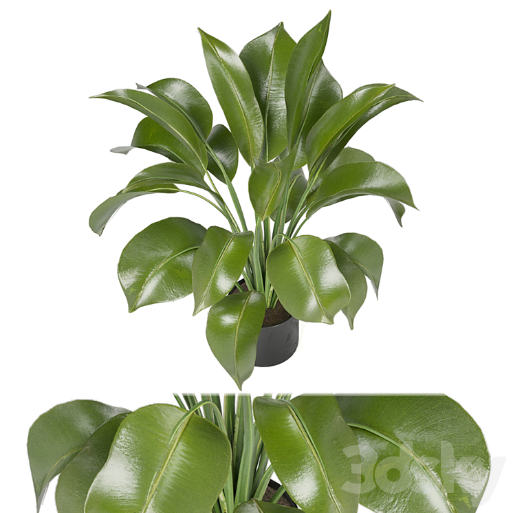 Indoor Plants in Ferm Living Bau Pot Large – Set 136 3DS Max Model - thumbnail 2