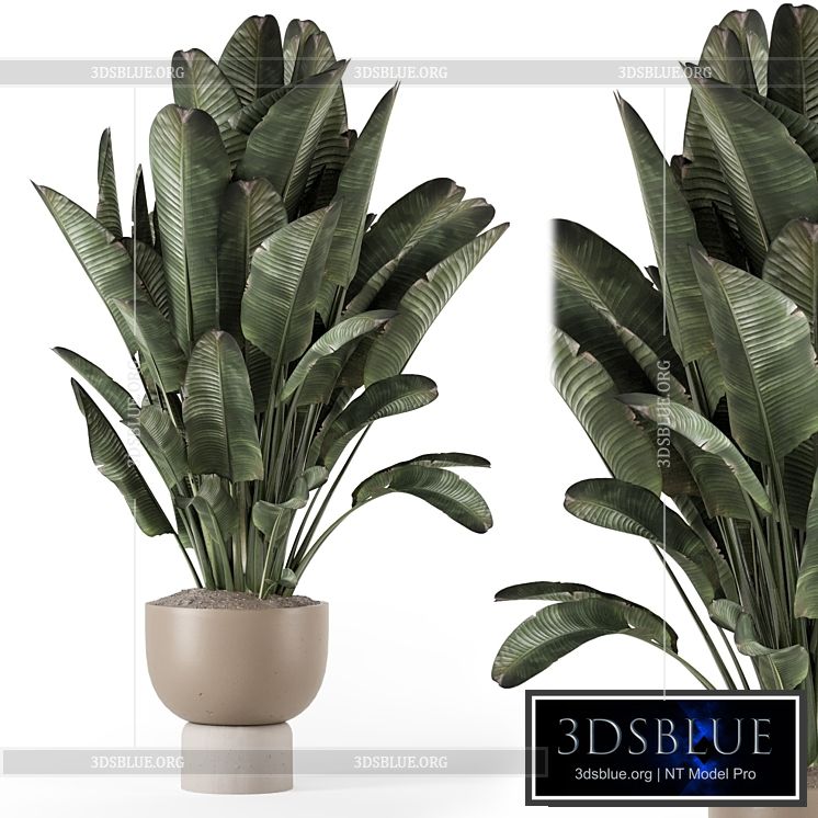 Indoor Plants in Ferm Living Bau Pot Large – Set 1507 3DS Max - thumbnail 3