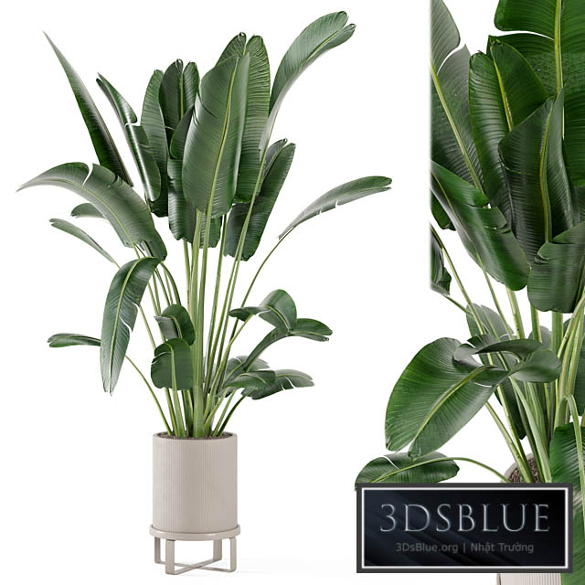 Indoor Plants in Ferm Living Bau Pot Large – Set 173 3DS Max - thumbnail 3