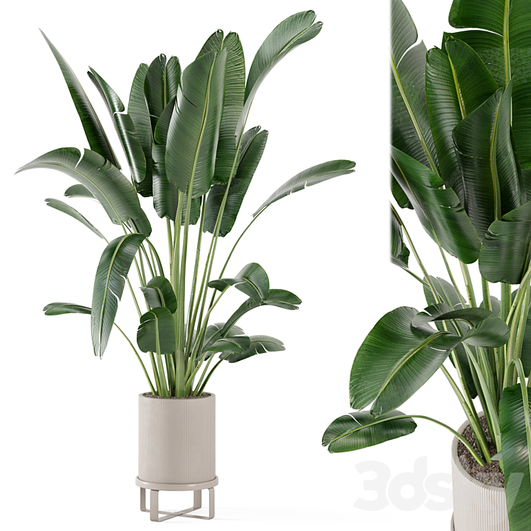 Indoor Plants in Ferm Living Bau Pot Large – Set 173 3DS Max - thumbnail 1