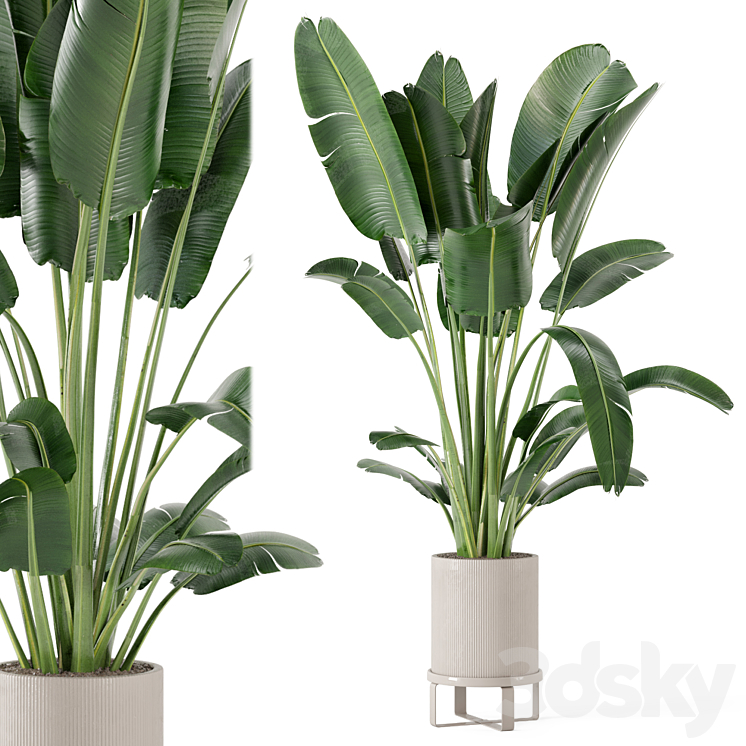 Indoor Plants in Ferm Living Bau Pot Large – Set 173 3DS Max - thumbnail 2