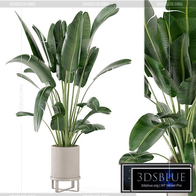 Indoor Plants in Ferm Living Bau Pot Large – Set 173 3DS Max - thumbnail 3